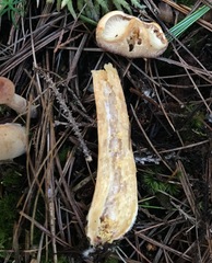 Lactarius helvus