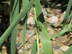 Erpetogomphus