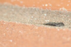 Oecetis