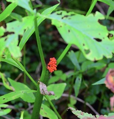 Arisaema triphyllum