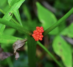 Arisaema triphyllum