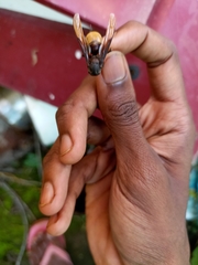 Pterygota