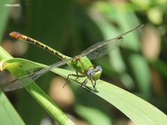Erpetogomphus