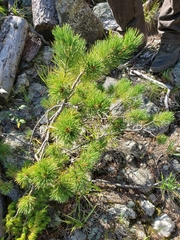Pinus flexilis