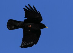 Pyrrhocorax graculus