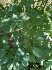 Cotinus obovatus