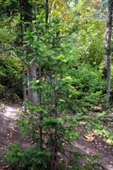 Abies sibirica