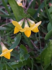 Lotus corniculatus