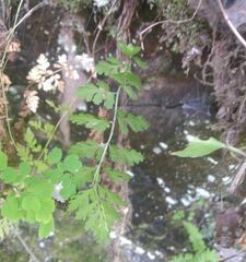 Cystopteris fragilis