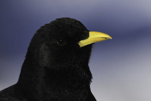 Yellow-billed Chough