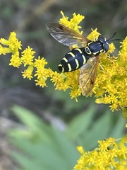 Chrysotoxum festivum