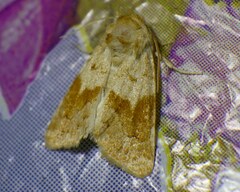 Mycteroplus puniceago