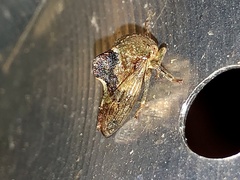 Telamona decorata