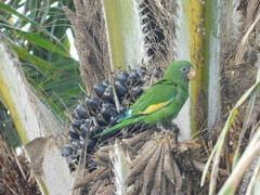 Brotogeris versicolurus