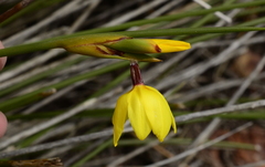 Bobartia