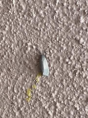 Phaegopterina