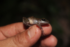 Eleutherodactylus leprus