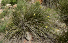 Bobartia