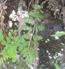 Cystopteris fragilis