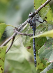 Aeshna tuberculifera