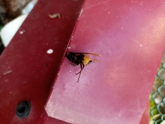 Pterygota