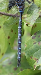 Aeshna tuberculifera