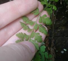 Cystopteris fragilis