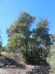 Quercus chrysolepis
