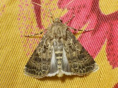 Agrotis
