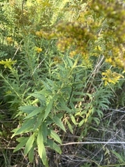 Phytomyza solidaginis