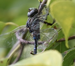 Aeshna tuberculifera