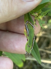 Phytomyza solidaginis