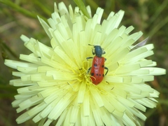 Trichodes octopunctatus