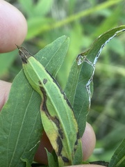 Phytomyza solidaginis