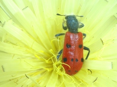 Trichodes octopunctatus
