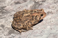 Anaxyrus americanus
