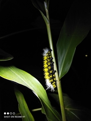 Leucanella
