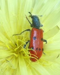 Trichodes octopunctatus