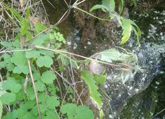 Clematis alpina sibirica