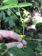 Rhynchosia tomentosa