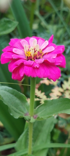 Zinnia