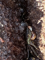 Pachygrapsus crassipes