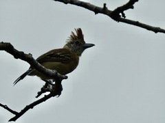 Sakesphorus canadensis