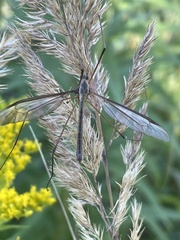 Tipula oleracea