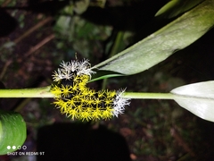 Leucanella