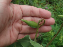 Asclepias elata