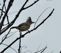 Sakesphorus canadensis