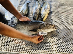 Totoaba macdonaldi
