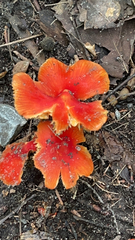 Hygrocybe