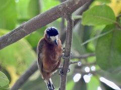 Picumnus cinnamomeus